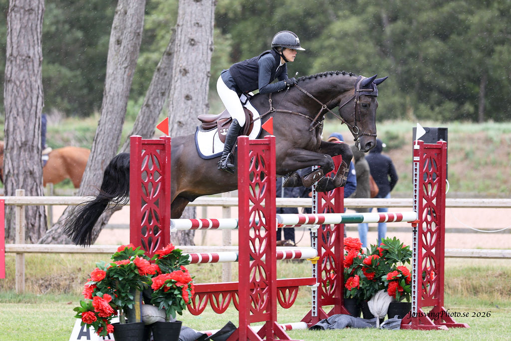 ZINEGOLD e. Zinedream Zinegold e. Zinedream showjumping